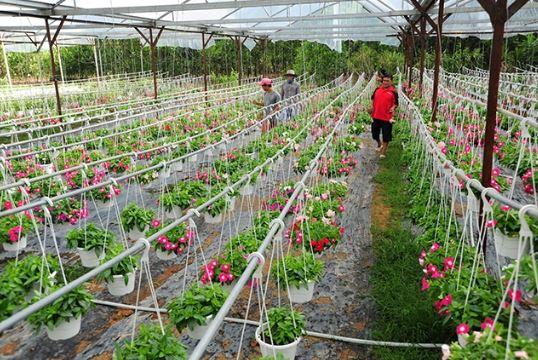 Hướng tới nền Nông nghiệp Công nghệ cao trong thời kỳ hội nhập